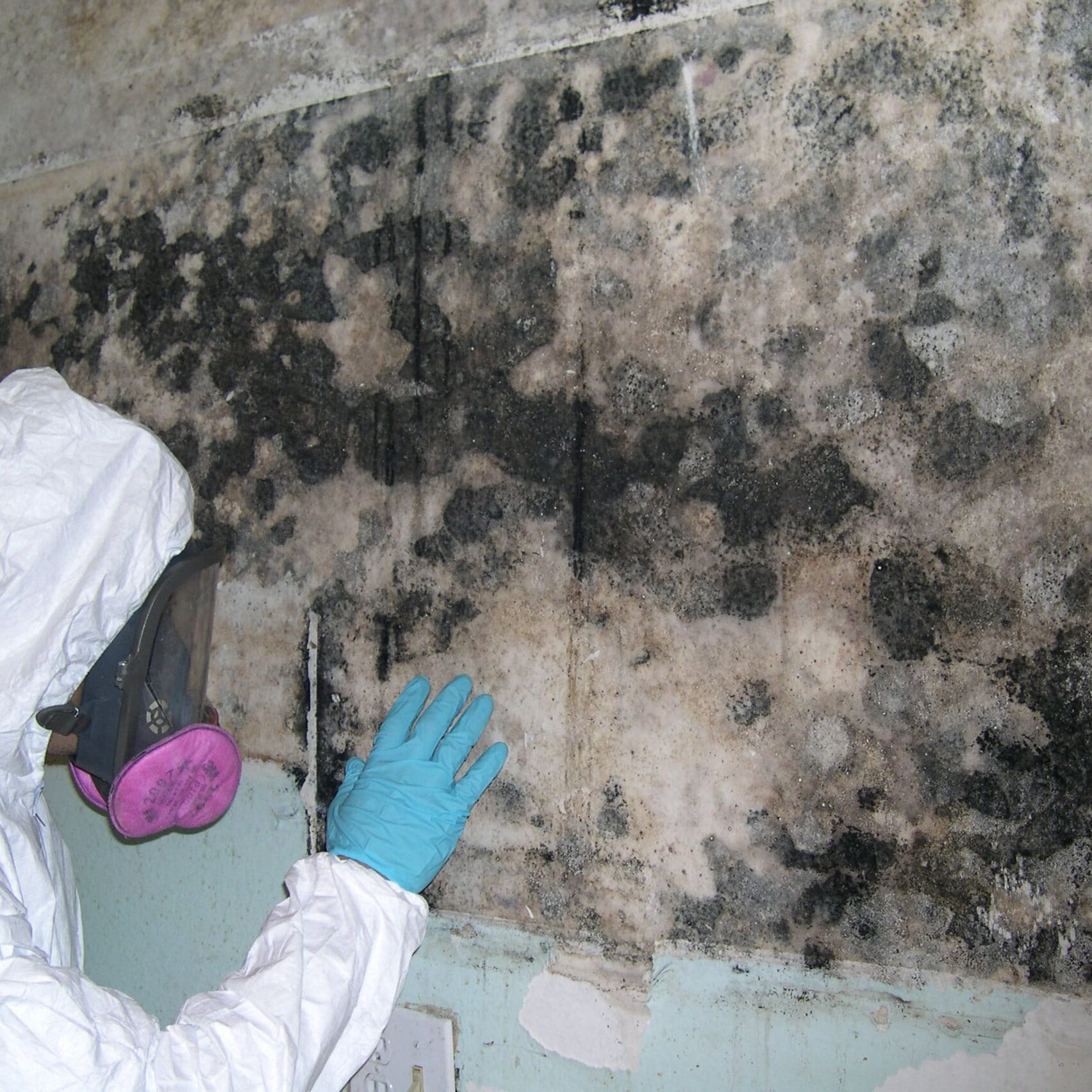 Mold Pic